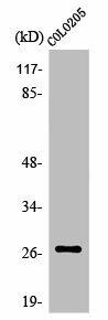 OR5D3 Antibody (PACO01249)