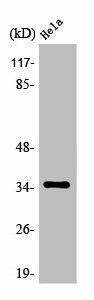OR6C3 Antibody (PACO01254)
