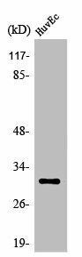 OR6C68 Antibody (PACO01255)
