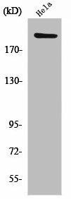 PHF3 Antibody (PACO01330)