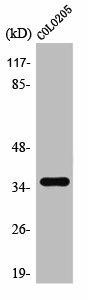 TAS2R8 Antibody (PACO01575)