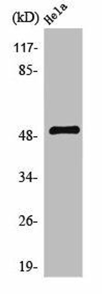 SERINC2 Antibody (PACO01602)