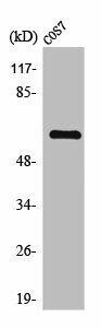 THAP4 Antibody (PACO01622)