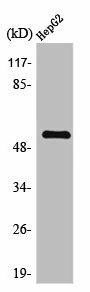 TMEM145 Antibody (PACO01636)
