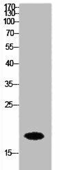 Histone H3 Antibody (PACO02173)