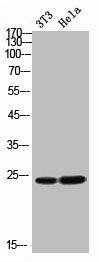 FGF11 Antibody (PACO02213)