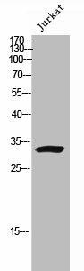 KCNK7 Antibody (PACO02293)
