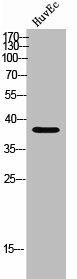 OR5P2 Antibody (PACO02442)
