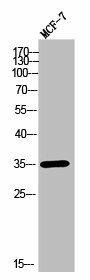 OR2T11 Antibody (PACO02469)