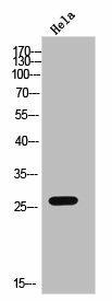 CMTM4 Antibody (PACO02500)
