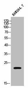 MOB3C Antibody (PACO02515)