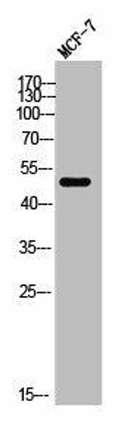 KCNG3 Antibody (PACO02583)