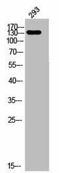 ADAMTS19 Antibody (PACO02584)