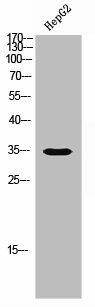 OR5M3 Antibody (PACO02694)