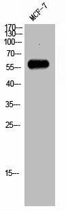 RAB11FIP2 Antibody (PACO02726)