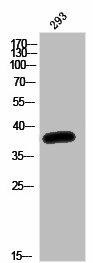 OR52K1 Antibody (PACO02859)