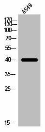 OR10V1 Antibody (PACO02863)