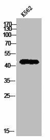PGA3/PGA4/PGA5 Antibody (PACO02968)