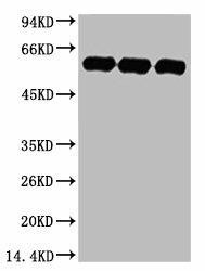 Anti-TUBA1A Antibody (MACO0009)