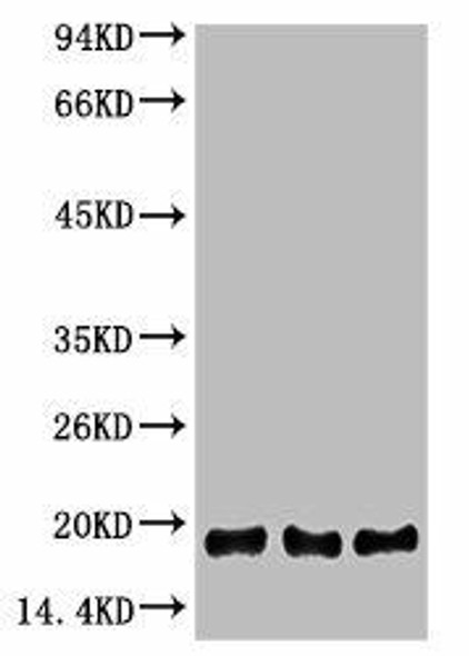 Anti-Histone H3 Antibody (MACO0110)