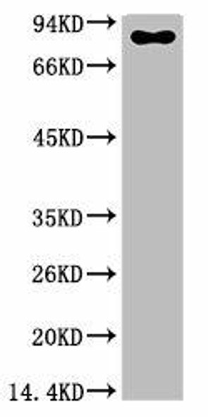 Anti-Luciferase Antibody (MACO0404)