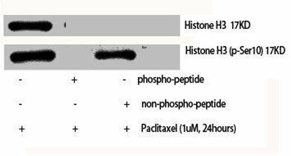 Phospho-Histone H3 (S10) Antibody (PACO06128)