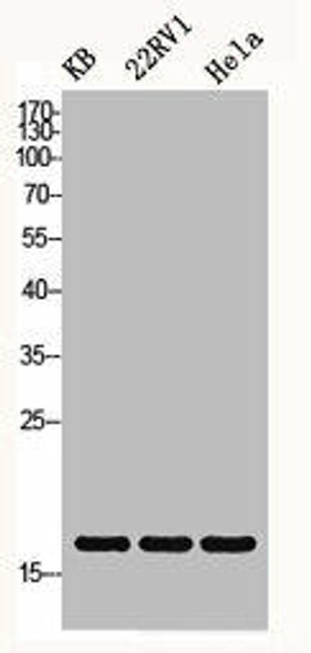 Histone H3 Antibody (PACO06553)