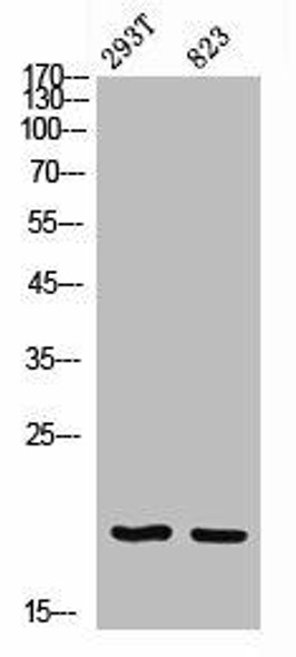 EPGN Antibody (PACO06928)