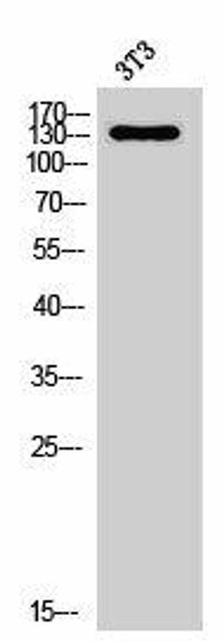NOL8 Antibody (PACO06971)