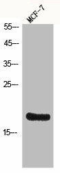 Histone H3 Antibody (PACO07095)