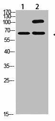 COL13A1 Antibody (PACO07451)