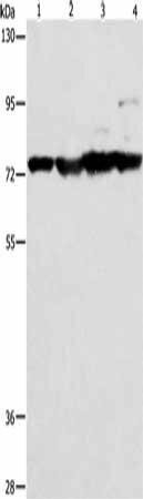 MMP15 Antibody (PACO14710)