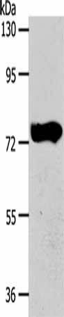 AGBL3 Antibody (PACO15345)