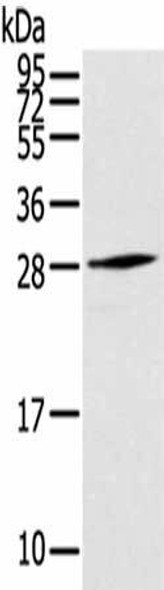 THYN1 Antibody (PACO17245)