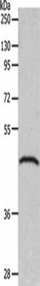 GDF1 Antibody (PACO17978)