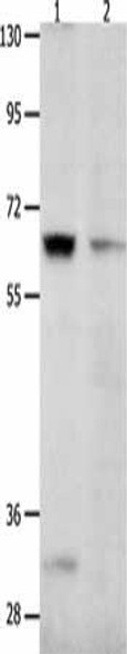 KCNC2 Antibody (PACO18130)