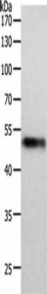 MIDN Antibody (PACO18224)