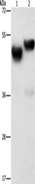 AMZ1 Antibody (PACO19143)