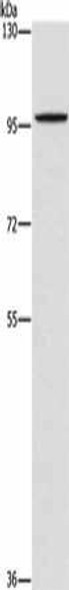 PDE6C Antibody (PACO19228)
