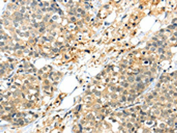 KCNG3 Antibody (PACO19883)