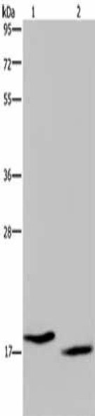 KLLN Antibody (PACO19913)