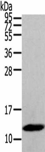 DEFB112 Antibody (PACO20399)
