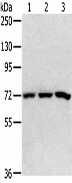 SRP68 Antibody (PACO20467)