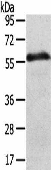 SLC43A2 Antibody (PACO20513)