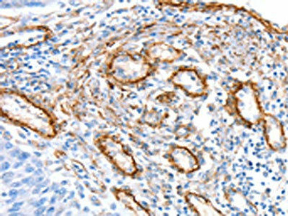SNX33 Antibody (PACO20577)