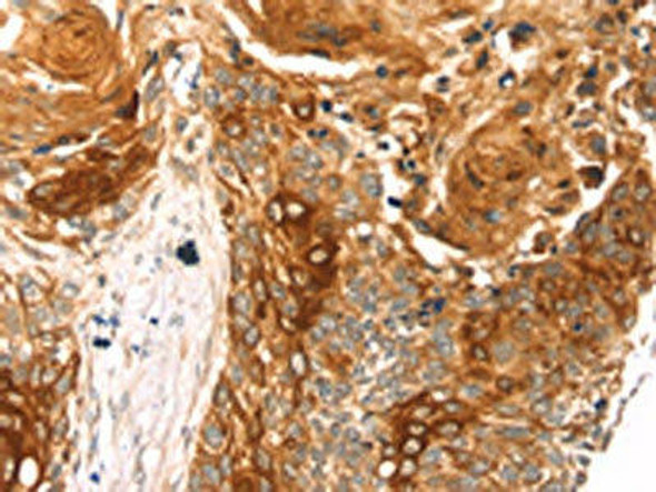 THAP9 Antibody (PACO20676)