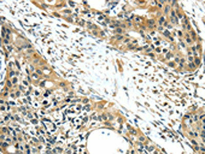 ISM2 Antibody (PACO20683)