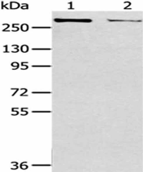 WNK2 Antibody (PACO20885)