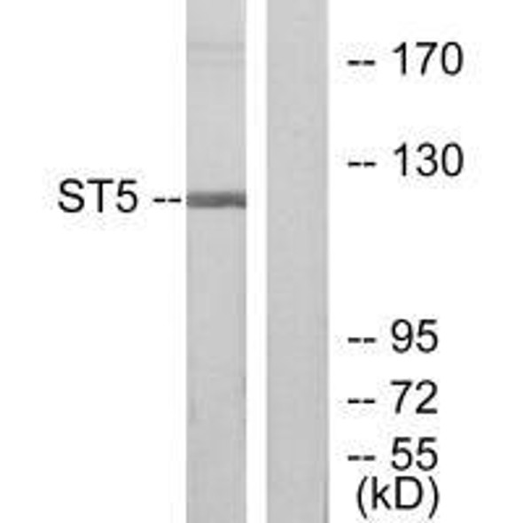 ST5 Antibody (PACO21815)