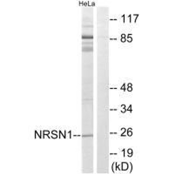 NRSN1 Antibody (PACO22460)